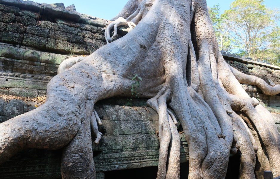 overgrown trees at tomb raider temple cambodia