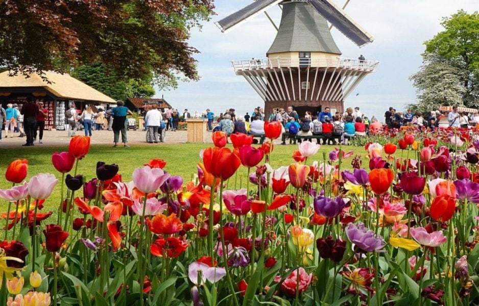 Tulip fields are a must see during 72 hours in Amsterdam