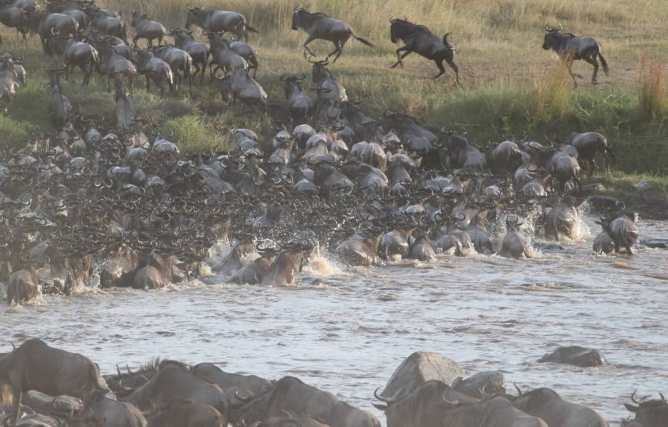 The Great Migration in Kenya