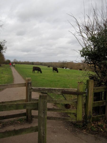 Visit the neighbouring cows on a walk around Cambridge