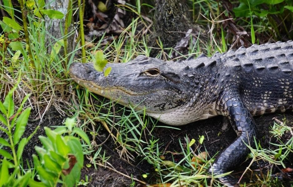 The Everglades make a great trip during 2 days in Miami