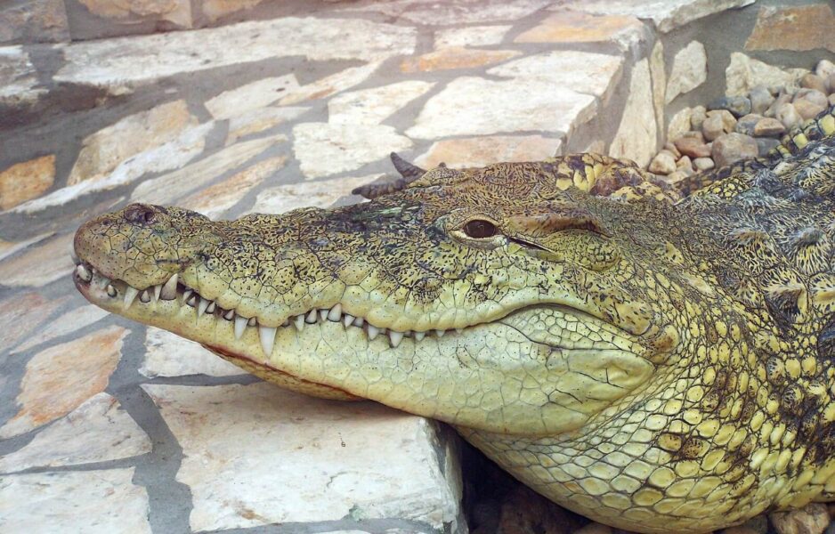 a trip to gatorland is one of the best things to do in orlando