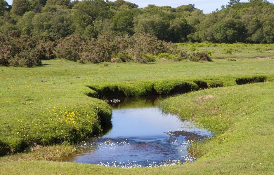 A little stream running through the New Forest