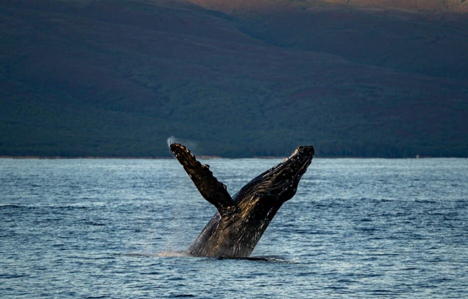Humpback Whale in Hawaii