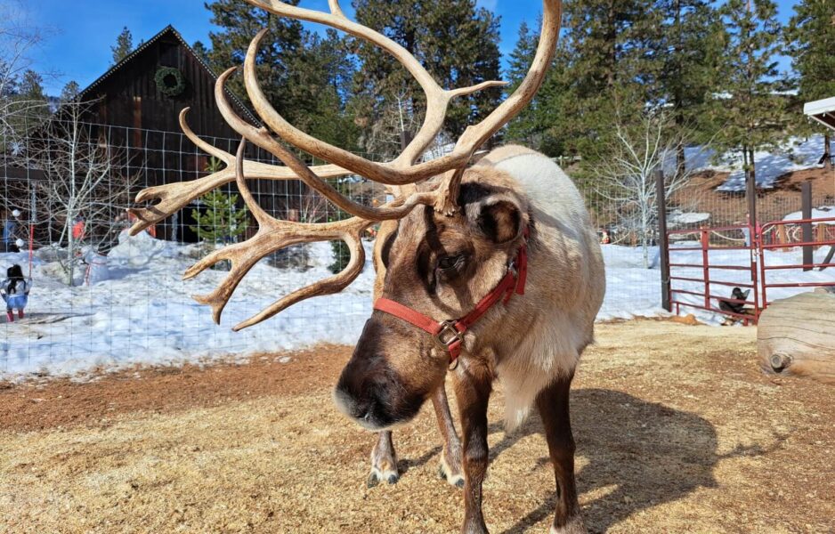 Reindeers in the US in winter