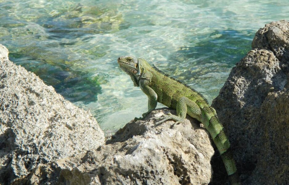Guadeloupe is one of the cheapest Caribbean islands to visit