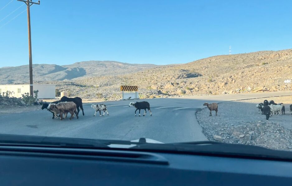 We had to stop our car for a heard or goats in the mountains