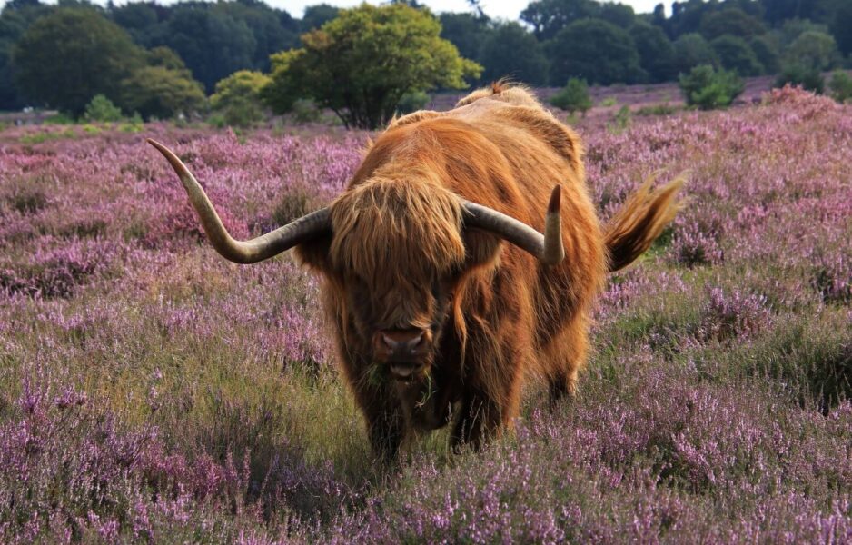 A cow in the Scottish Highlands