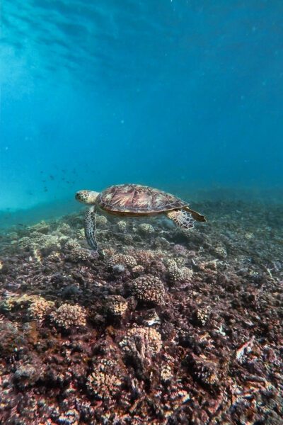 Getting up close to the Turtles