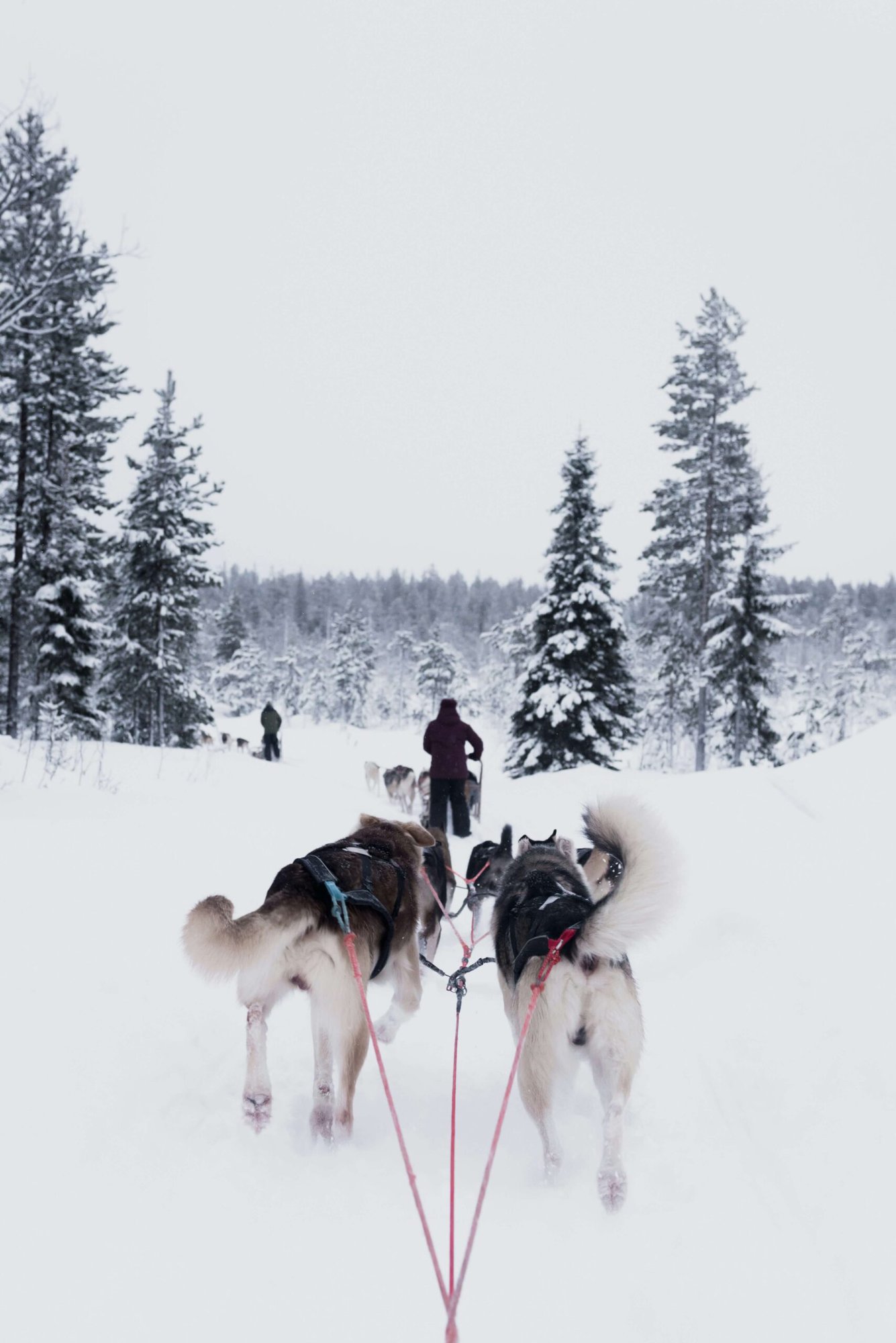 Husky sledding in Rovaniemi in winter