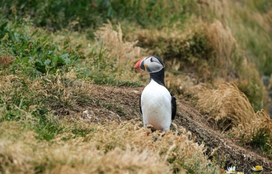 Seeing puffins in the wild was one of the highlights of visiting Iceland